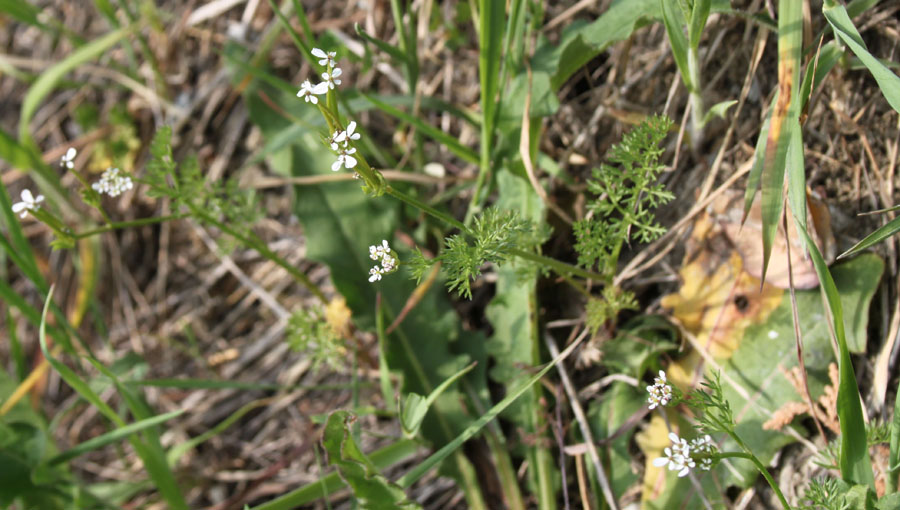 Scandix pecten-veneris L.